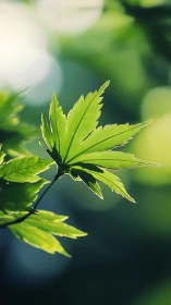 Single green leaf in sharp focus against blurred background