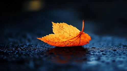 Single orange leaf on wet dark surface at close range.