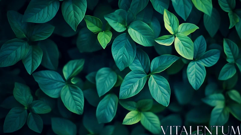 Gentle forest leaves glowing softly in deep teal light.