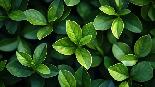 Close-up view of dense green foliage in soft light.
