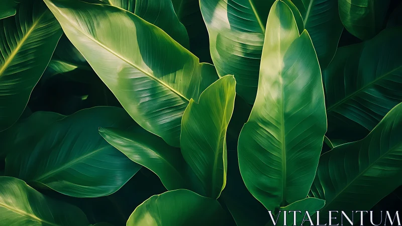 Lush banana leaves layered in luminous green light.
