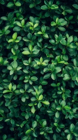 Leafy hush in emerald layers, a calm green chorus sings.