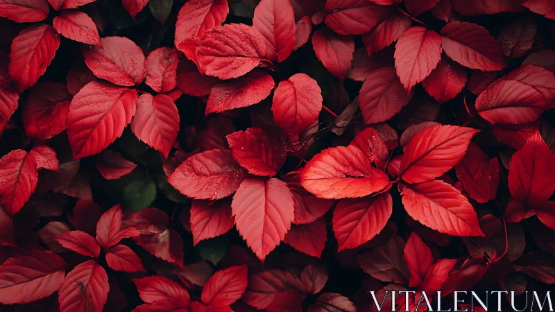 Crimson leaf chorus humming softly in shadowed dusk.