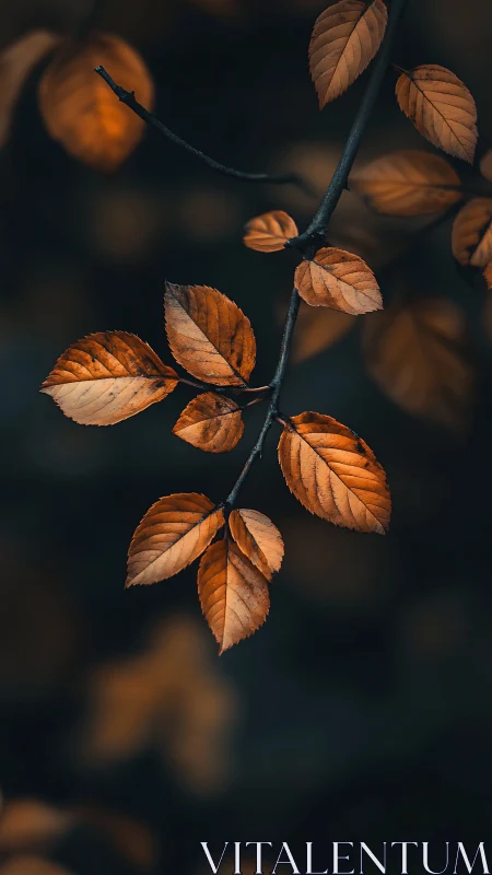 Autumn branch with orange leaves against dark blurred background.