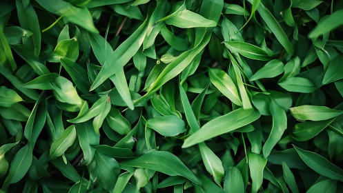 Dense cluster of vibrant green leaves in close detail.