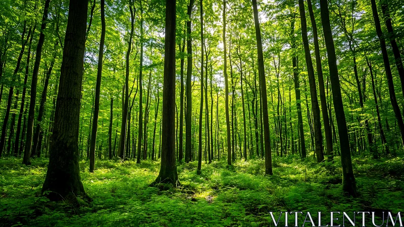 Sunlit forest with tall trees and lush green foliage, tranquil scene.