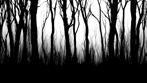 Stark forest silhouettes against high-contrast white sky.