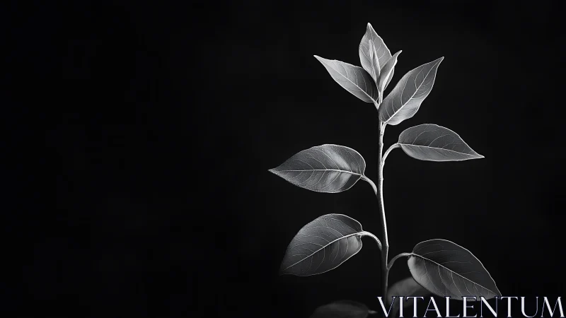 Monochrome botanical stem in high-contrast low-key studio lighting