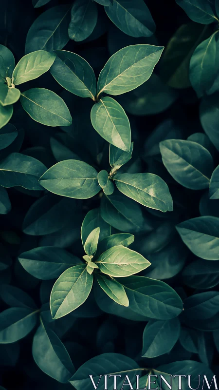 Moody top view highlights fresh green leaves over darkness