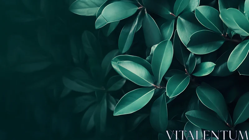 Glossy green foliage forms a low-key monochromatic botanical study