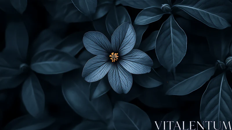 Midnight blue blossom with golden stamen on dark foliage.