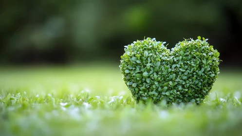 Spherical hedge topiary specimen positioned on morning dew grass.