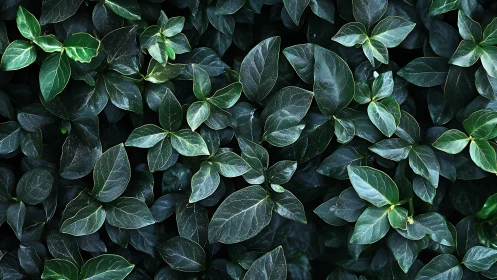 Velvet midnight leaves weaving a quiet forest hush.