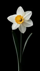 White Daffodil with Golden Center on Black Background.