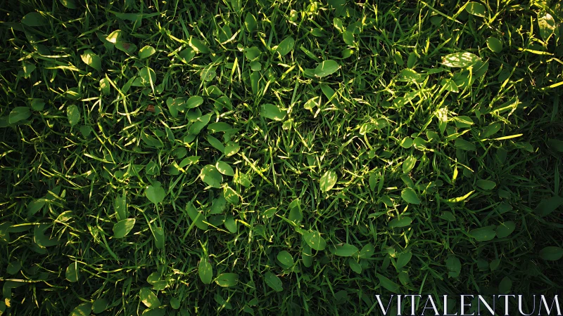 Close green grass lawn with scattered small green leaves.