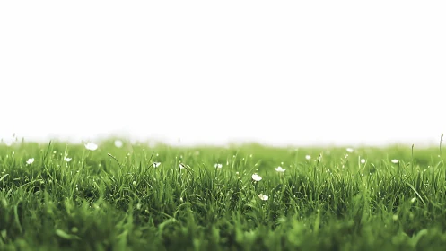 Low-angle view of green grass field with small white flowers.