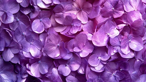 Macro Hydrangea Petals: Layered Purple Floral Composition with Translucent Depth