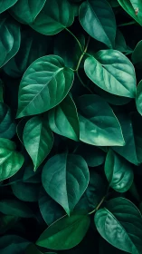 Emerald foliage fills frame with sculpted glossy leaves.