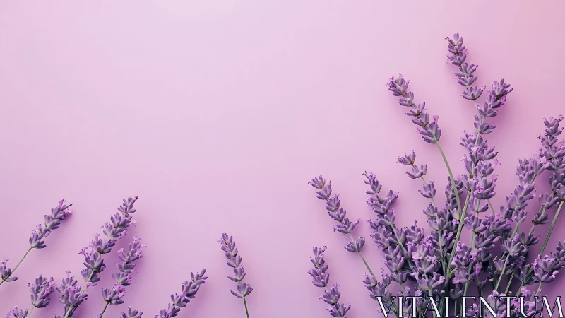 Lavender Botanical Study: Minimalist Floral Composition on Monochromatic Ground.