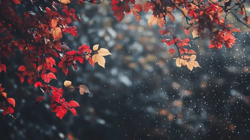 Red autumn leaves and falling snow against soft dark bokeh.
