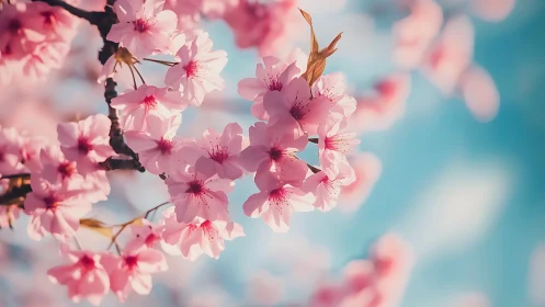 Pink Cherry Blossoms on Branches Against Blue Sky