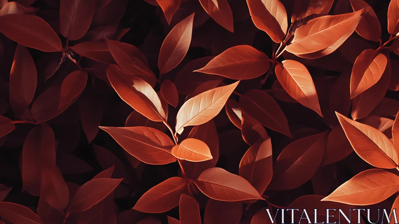 Sunlit copper leaves create bold contrast against deep shadow