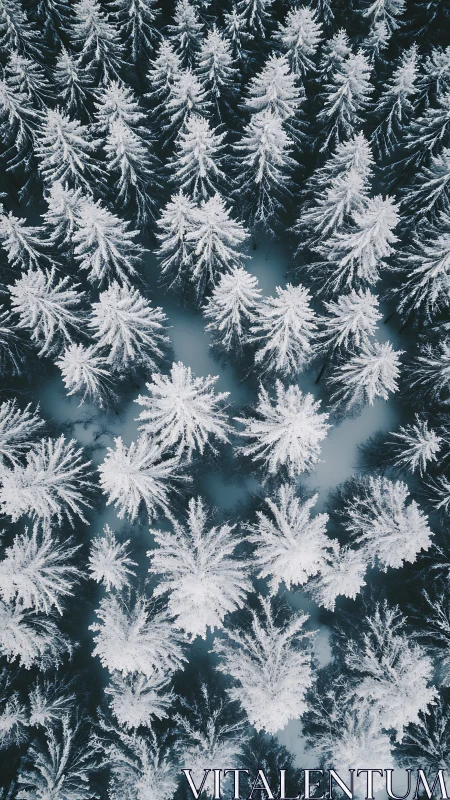 Top-down winter canopy reveals radial snow-laden conifer structure