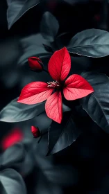 Vibrant Red Bloom Against Dark Foliage.