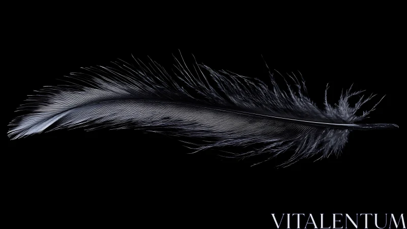 Single black feather is isolated on uniform black background