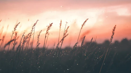 Backlit meadow grasses silhouette against diffuse sunset sky