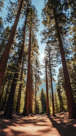 Towering forest giants under crisp backlit midday sun.