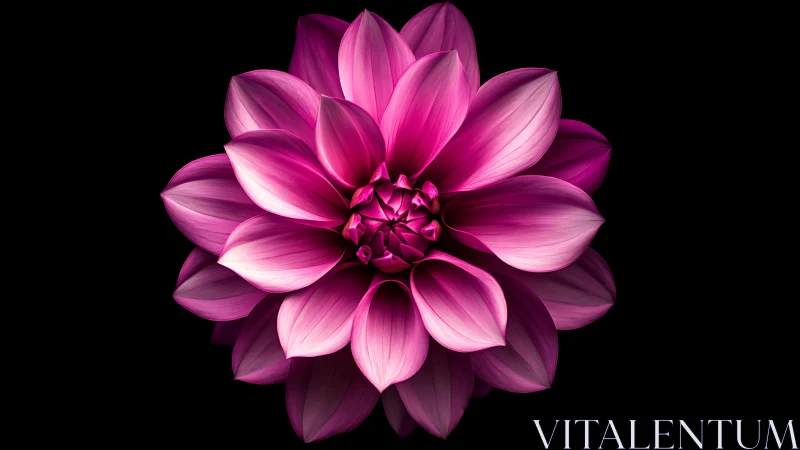 Layered Magenta Dahlia Bloom Against Darkness.