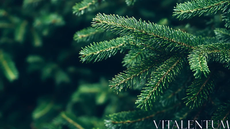 Evergreen conifer branches extend horizontally in soft focus