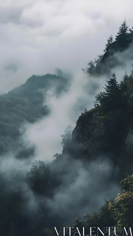 Misty pine-covered cliffs rise through dense mountain fog