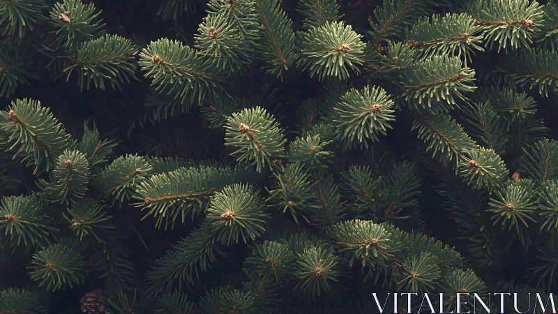 Photorealistic close view of dense evergreen fir branches.