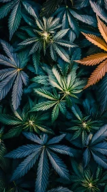 Overhead cannabis foliage under mixed-spectrum directional lighting