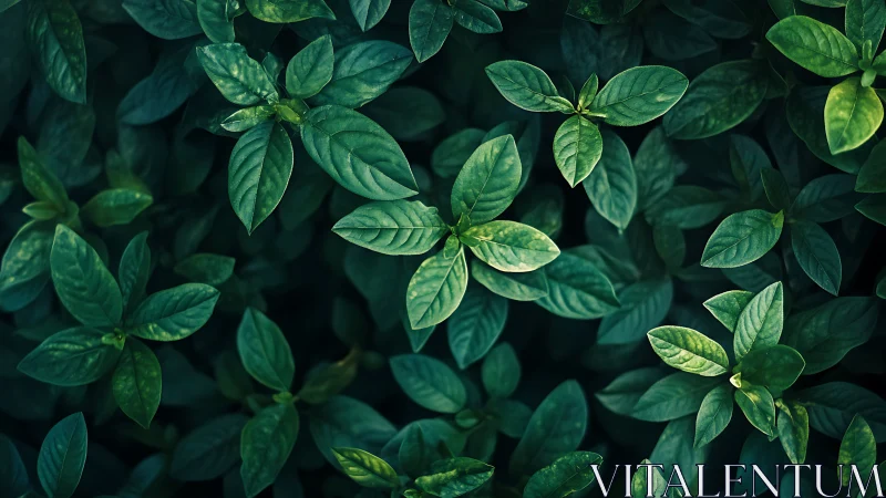 Top-down botanical canopy with rich chlorophyll tonality.