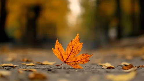 Single amber leaf holds center stage on blurred autumn path