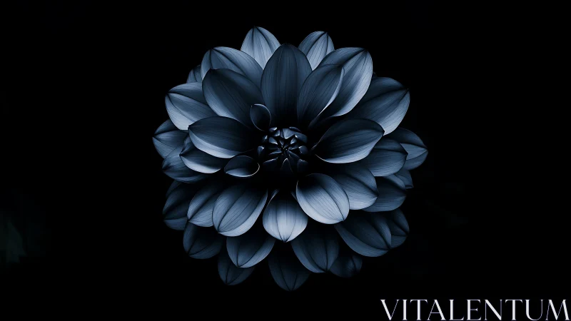 Dahlia Flower Rendered in Blue Monochrome Against Black Background.