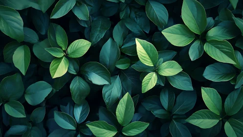 Overhead foliage pattern with high contrast green leaf tonal variation