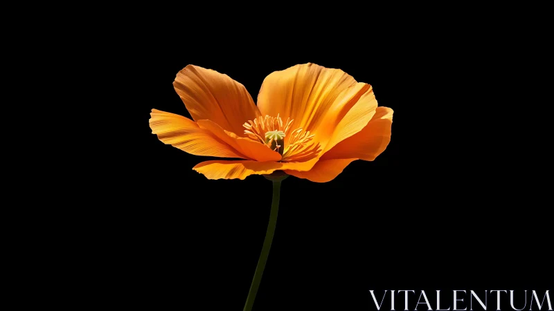 Blazing Poppy Unfolds Against Midnight Canvas.