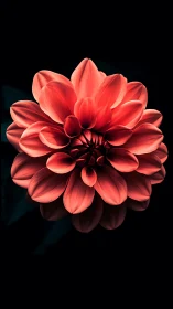 Coral Dahlia Blooming in Radiant Beauty.