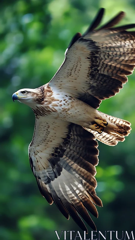 Raptor in lateral glide with extended primaries over green bokeh