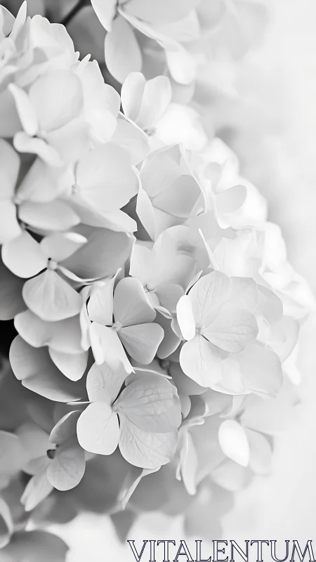 White Hydrangea Blooms in Monochromatic Detail.