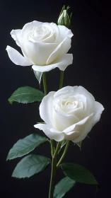 White Roses with Buds Against Dark Background.
