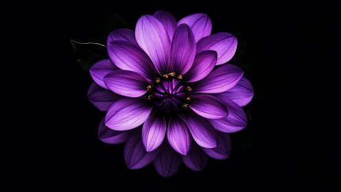 Geometric Dahlia in Violet: Backlit Macro Botanical Study.