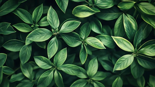 Overhead arrangement of dense green elliptical foliage cluster.