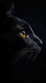 Black Cat's Golden Gaze Against Dark Backdrop.
