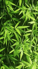 Lush bamboo foliage layered in dense vertical rhythm.