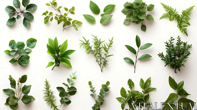 Flat-lay botanical collection with assorted green leaf stems.